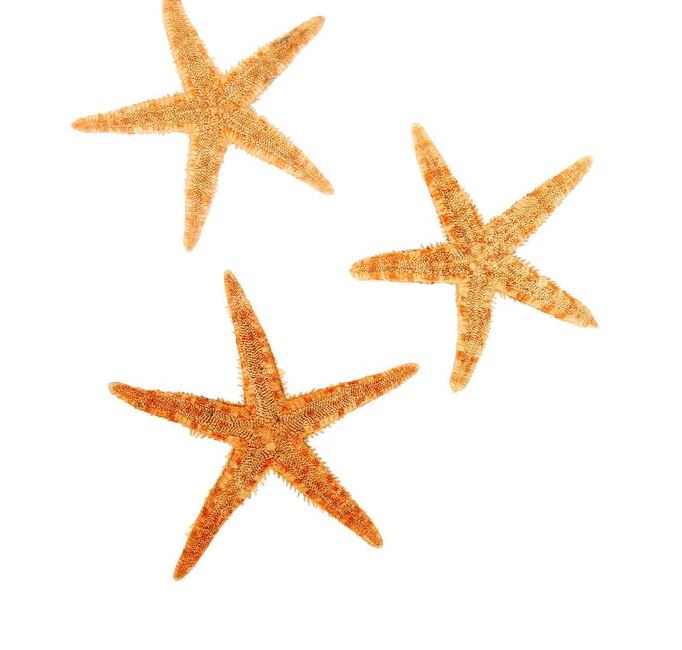 Набор из 3 морских звезд, размер каждой 6-10 см