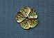 Пайетки Ракушка малые гологр (25гр) (7, св.золото)