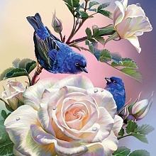 Набор для раскрашивания по номерам 40х50 см  Синие птицы на белой розе
