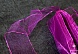Лента органза 4 см   36018 (17, фиолетовый)