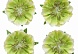 Цветы анемоны, набор 4 шт, диам 4,2 см, светло-зеленые