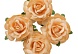 Цветы чайной розы, 2 шт - диам 4 см, 2 шт- диам 3 см, бежевые