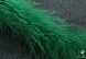 Боа Страус     (25, т. зеленый)