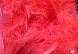 Боа Петух (75 гр)  (12, красный)