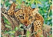 Алмазная мозаика 'Леопард', 30*40см, Cristyle