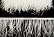 Тесьма из перьев страуса на ленте 8-10 см (1, белый)