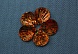 Пайетки Ракушка малые гологр (25гр) (6, коричневый)