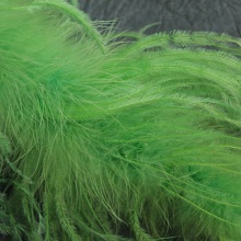 Боа Страус     (2, зеленый)