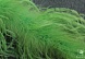 Боа Страус     (2, зеленый)