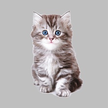 Термотрансфер «Котёнок», 11,6 × 19 см