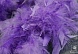 Боа Петух (45 гр) (27, фиолетовый)