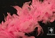 Боа Петух (45 гр) (2, розовый)