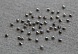 Стразы клеевые Кристалл ss16  (203, серый)