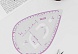 Лекало портновское метрическое «Капля», с проймой, 20,5×13,3см, толщина 0,5мм, цвет прозрачный
