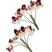 Орхидеи, набор 10 шт БЕЛЫЕ С БОРДОВЫМ